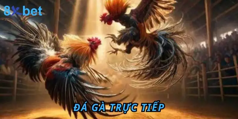 Đá Gà Trực Tiếp 8Xbet - Trải Nghiệm Hấp Dẫn Và Thú Vị Đá gà trực tiếp
